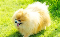 幼犬30天断奶后吃什么
