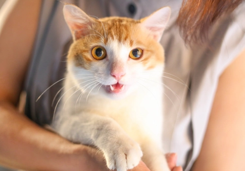 猫体内驱虫指南，驱虫就用拜宠清