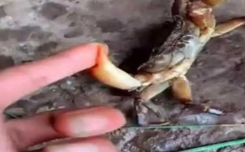 湖北一男子是狠人,被螃蟹夹手,敢以牙还牙还吞蟹腿,却带来麻烦 湖北一男子是狠人,被螃蟹夹手,敢以牙还牙还吞蟹腿,却带来麻烦