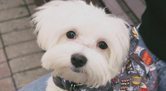 幼犬打的三针疫苗是什么时候
