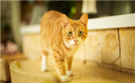 倒在碗里的猫粮能放几天不变质