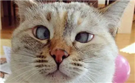 猫的视力能看多远?一起来了解一下吧