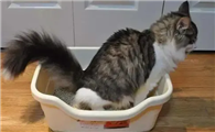 猫一天有几个尿团正常