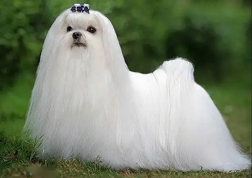 如何挑选马尔济斯犬?方法很简单,快来看~ 如何挑选马尔济斯犬?方法很简单,快来看~