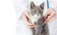 两个月的小猫有点拉稀怎么办