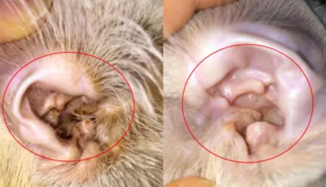爱沃克好不好?能否解决猫咪耳螨问题? 爱沃克好不好?能否解决猫咪耳螨问题?