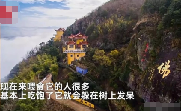 独臂猴因祸得福成为吉祥物，慈眉善目和蔼可亲，生活环境很重要