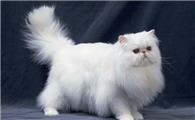 猫绝育多久可以恢复正常