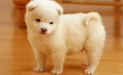 狗狗可以吃鸡蛋吗