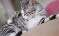 猫咪一直吐黄水不吃东西怎么回事