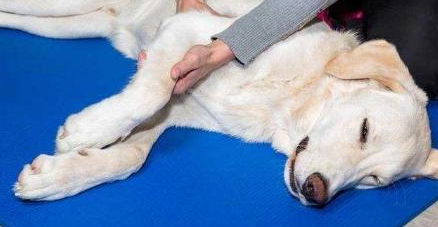 狗后腿突然瘸了是什么原因引起的