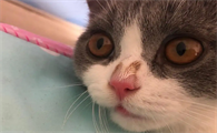 猫鼻子破了能自愈吗会传染吗