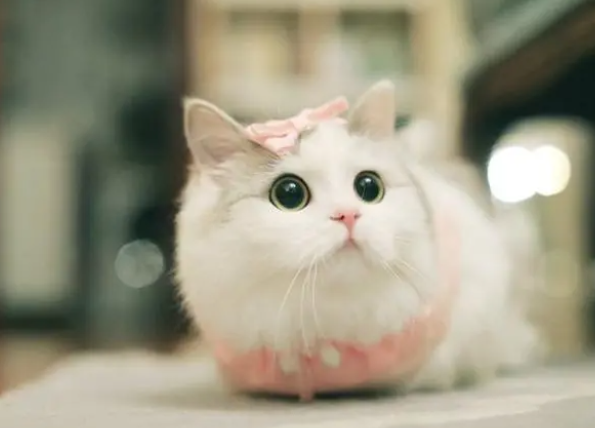 小猫心跳特别快怎么回事 小猫心跳特别快怎么回事