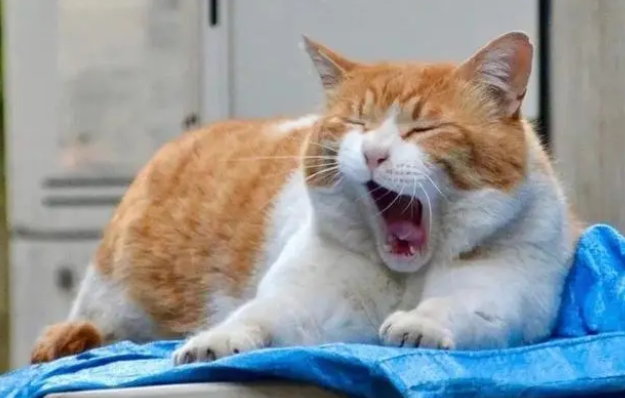 孕猫不小心吃了驱虫药怎么办