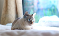 猫嘴巴黑黑的怎么回事儿