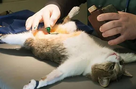 猫咪绝育的最佳时间是什么时候?