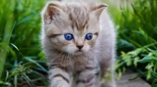 小野猫能养熟吗