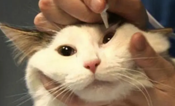 猫咪泪痕沟去除的小方法是什么 猫咪泪痕沟去除的小方法是什么