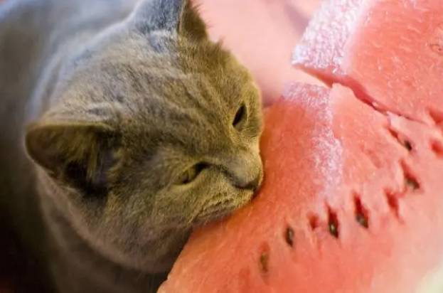 猫咪能不能吃西瓜子