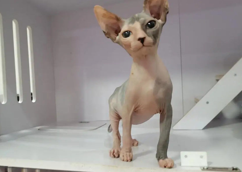 斯芬克斯猫的寿命是多长？了解后请善待它！