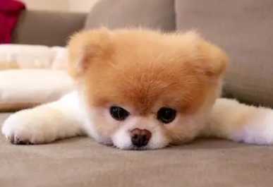狗能吃雪糕吃吗？为什么？