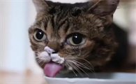小猫能吃什么人类的食物