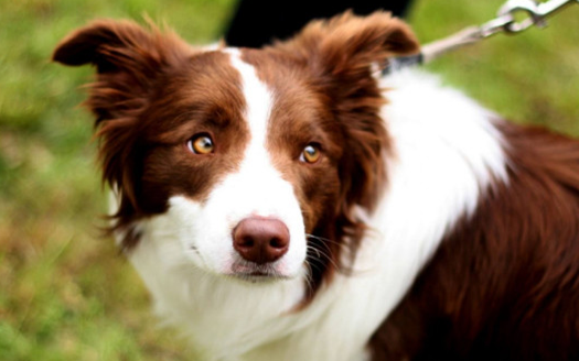 纯种边牧犬的特征是什么？区别在这里