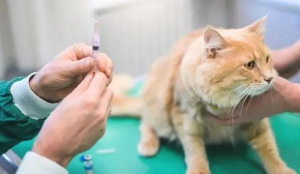 小猫打完第一针疫苗会出现什么症状和反应 小猫打完第一针疫苗会出现什么症状和反应