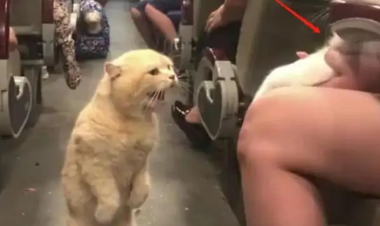 乘坐长途大巴允许带宠物猫咪吗？新手必看！