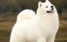 狗狗可以吃什么水果 狗狗可以吃什么水果