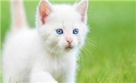 猫打喷嚏是怎么回事