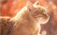 公猫对母猫感兴趣的表现有哪些
