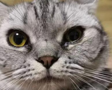 猫咪流眼泪打喷嚏流鼻涕吃什么药效果好 猫咪流眼泪打喷嚏流鼻涕吃什么药效果好