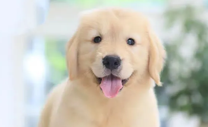 狗狗有狂犬病毒的症状和表现