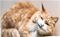 小猫一直叫个不停怎么才能让它停