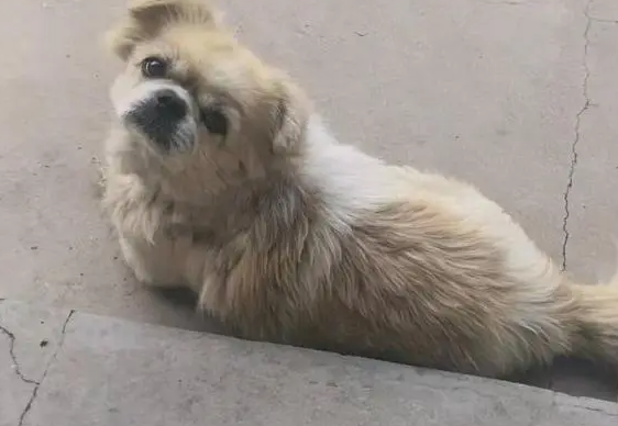 猫瘟会传染给狗吗 猫瘟会传染给狗吗
