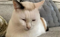 猫耳朵旁边秃了是什么原因