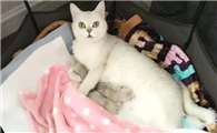 母猫生产时主人需要做什么准备
