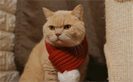 猫咪内驱和外驱可以同一天做吗？