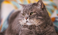 猫夏天怕蚊子咬吗为什么