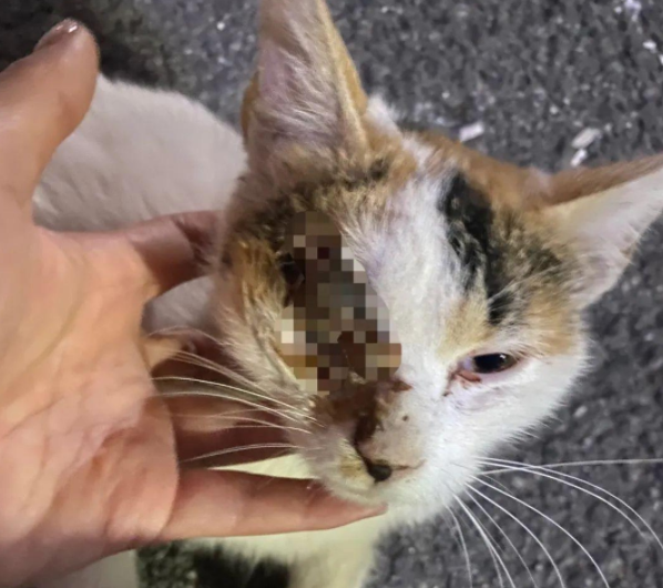 千万不要跟流浪猫太亲!这就是原因 千万不要跟流浪猫太亲!这就是原因