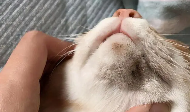 猫黑下巴严重用什么药比较好