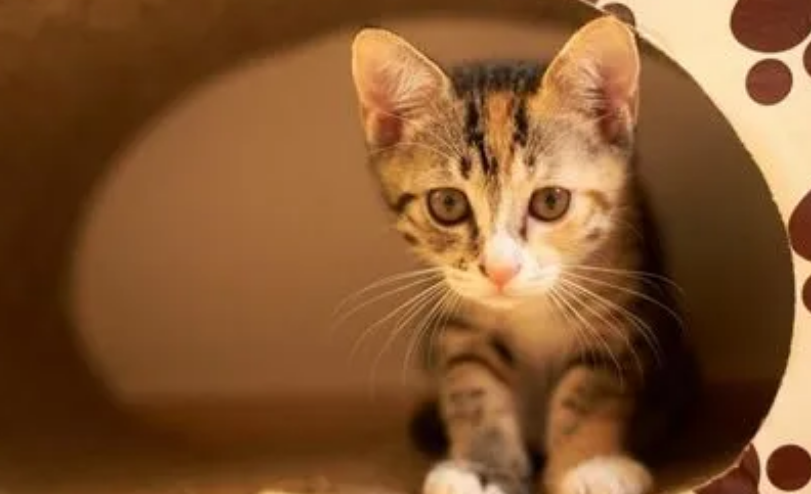 猫拉出面条一样的东西