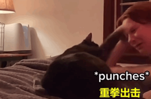主人开学离开猫哭得撕心裂肺,猫被吵醒后一巴掌:吵死了,赶紧走 主人开学离开猫哭得撕心裂肺,猫被吵醒后一巴掌:吵死了,赶紧走