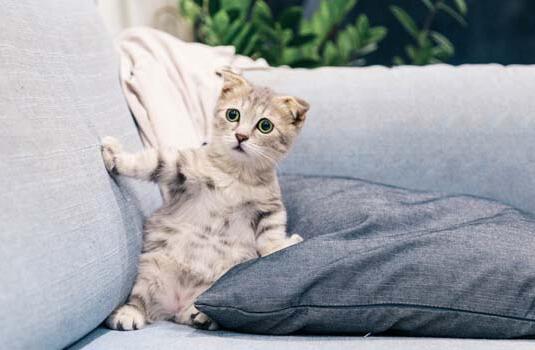 猫咪两个月大了，相当于我们人类几岁呢？
