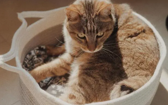猫最多一顿吃几只虾合适