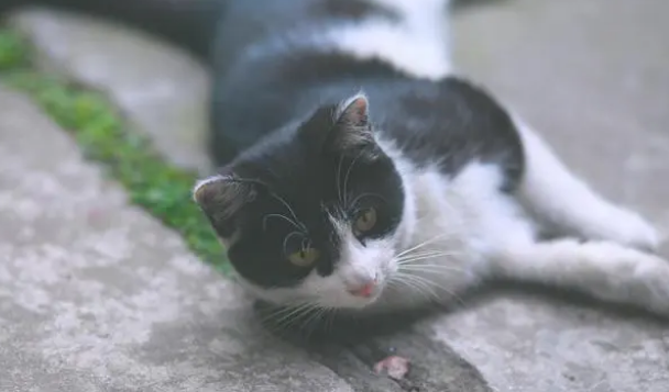 猫又拉又吐是怎么回事 猫又拉又吐是怎么回事