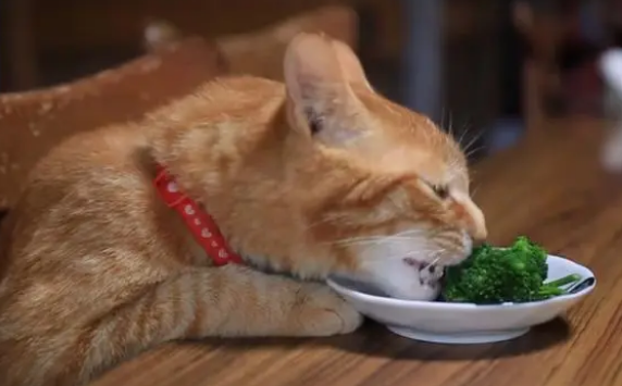 猫能吃哪些水果或者蔬菜