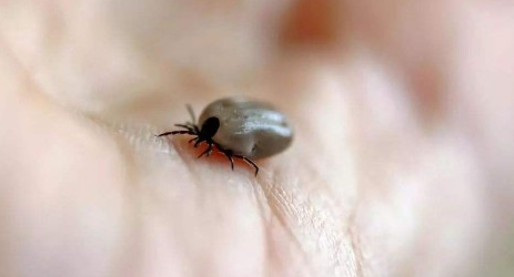 对抗蜱虫哪家好?当属尼可信 对抗蜱虫哪家好?当属尼可信
