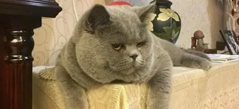 猫咪在不通风的房间会死吗 猫咪在不通风的房间会死吗